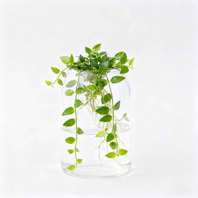 1 Pack 6.69 In Glass Storage Container, Ball Cork Jar Decorative Organizer, Cute Canister for Tip Change Sugar/Cotton Swab Holder