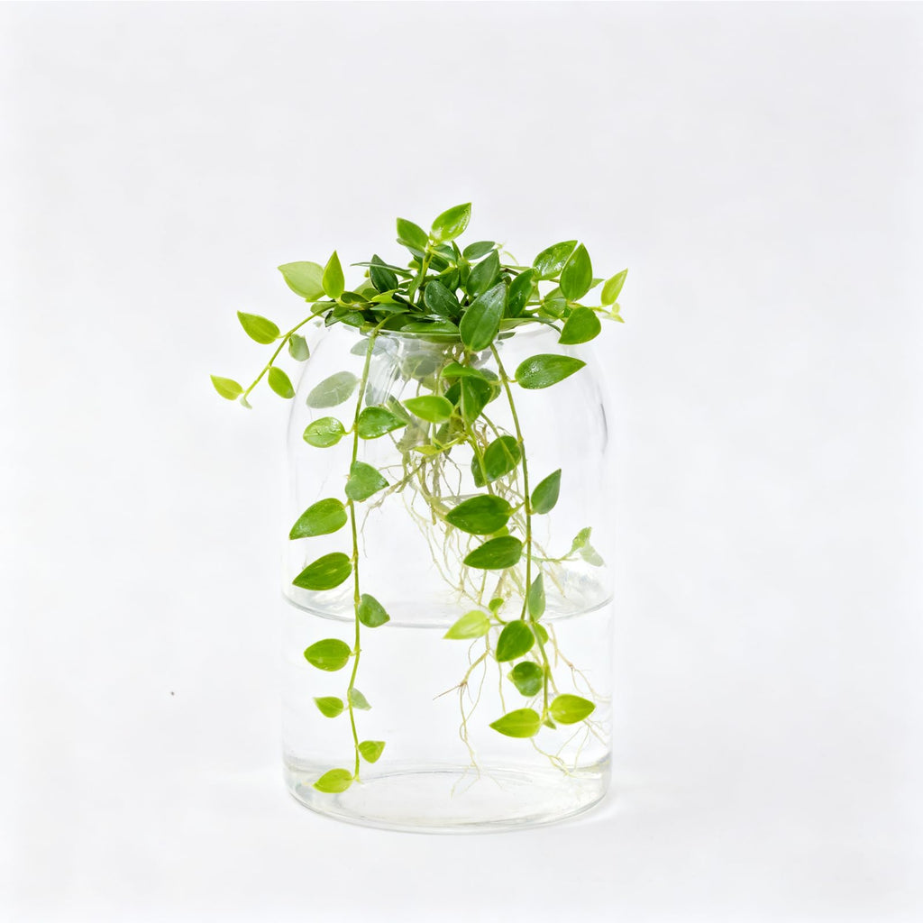 NovaPuff 1 Pack 6.69 In Glass Storage Container, Ball Cork Jar Decorative Organizer, Cute Canister for Tip Change Sugar/Cotton Swab Holder