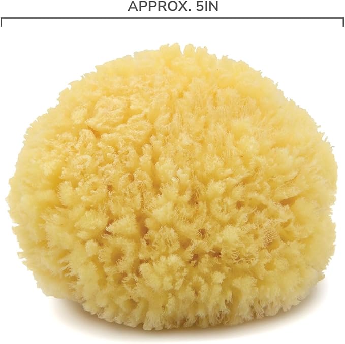 Neptune Caribbean Sea Sponge for Face & Body, Medium Approx. 5-6 Inch, Ultra-Soft Bath Sponge, Eco-Friendly & Biodegradable