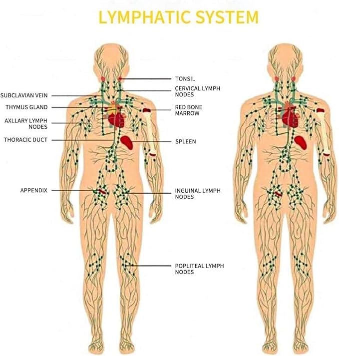 Lymphatic Drainage,Massage Oil for Massage Therapy,Ginger Oil,Ginger Massage Oil for Lymphatic Drainage Massager,Natural Body Oil for Skin,Arnica Oil,Sore Muslce Massage Oil-Warming and Relaxing
