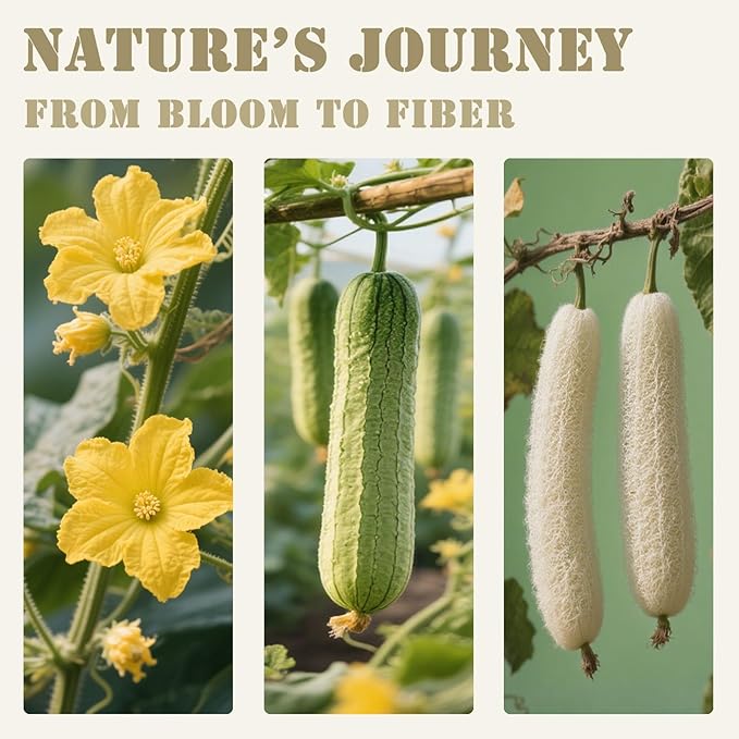 ReedChaCha Natural Loofah Sponge, Eco-Friendly Egyptian Luffa Sponge