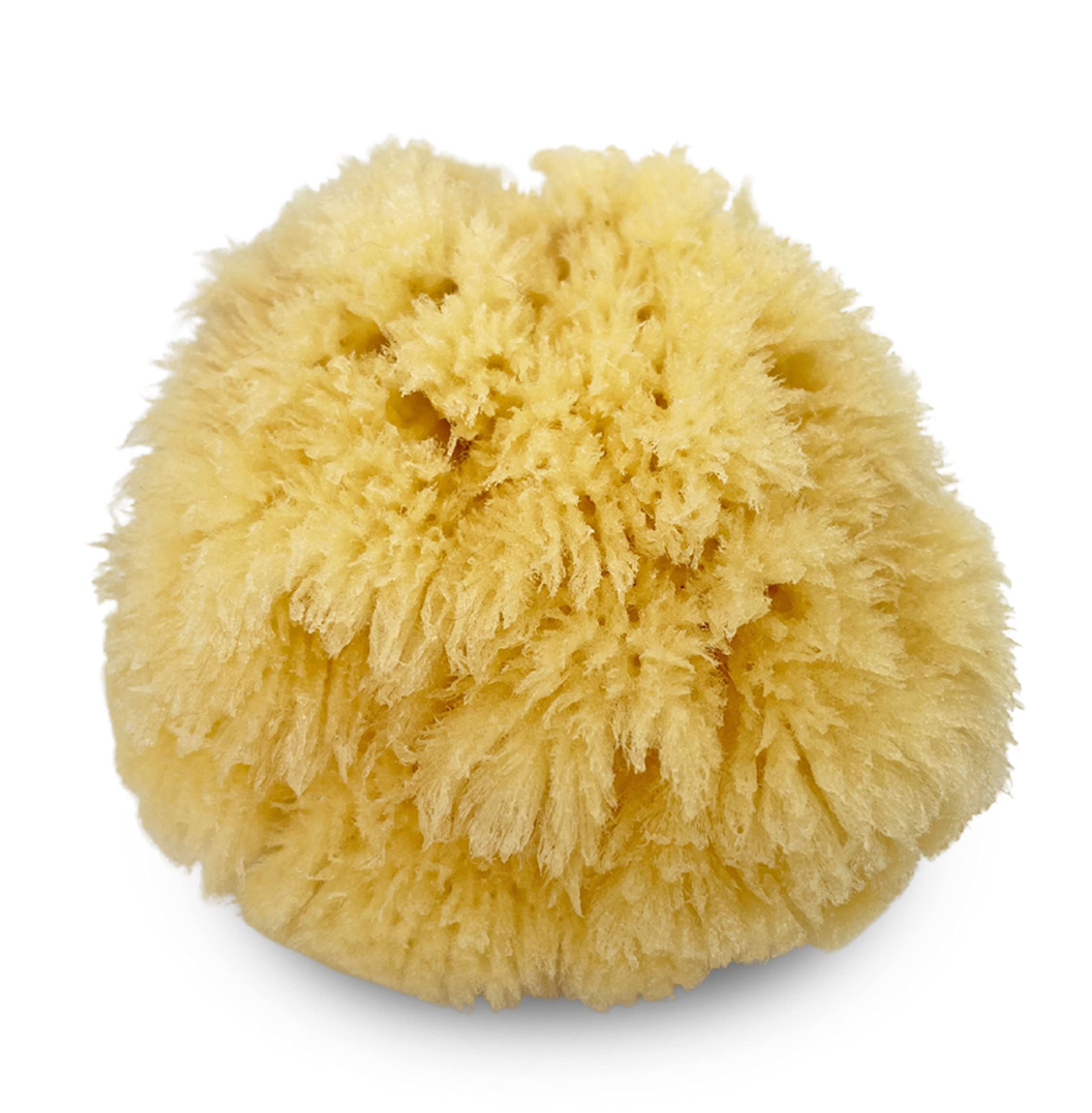 Natural Sea Sponge 5pk Spa Gift Set Bath Shower & Facial Care, Premium Bag