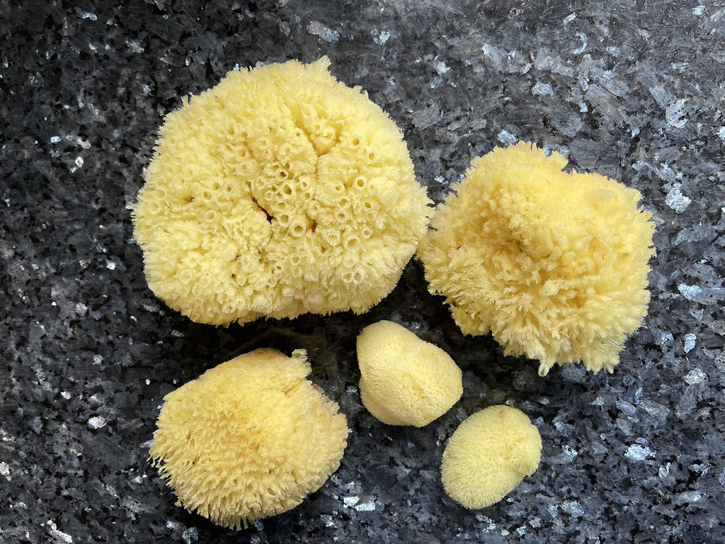 Natural Sea Sponge 5pk Spa Gift Set Bath Shower & Facial Care, Premium Bag